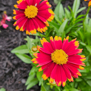 Horticulture Heaven in the Heights