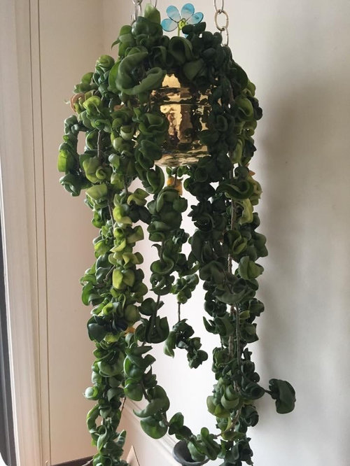 my super old rope plant cuttings rooted!