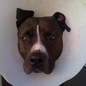 Thomas Wright's photo