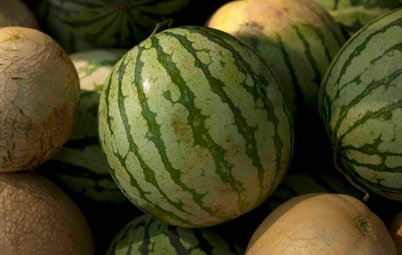 Summer Crops: How to Grow Melons