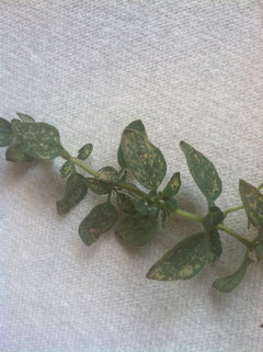 White spots on herbs. | Houzz Forum