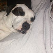Joe Conte's photo