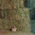 joni_sherwood