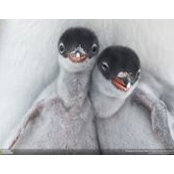 Carol Ochs's photo