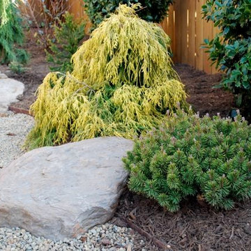 Lemon Thread false cypress with Slow Mound Mugo Pine