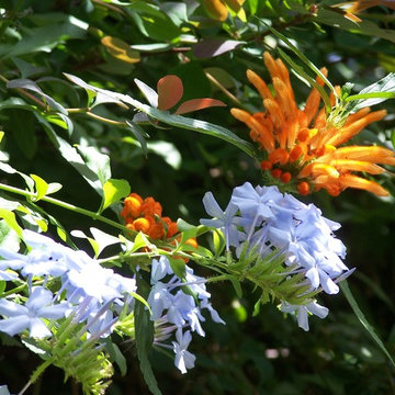 Leonotis leonurus