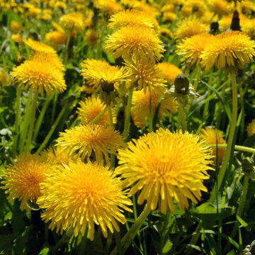 Pre-Emergent Weed Control