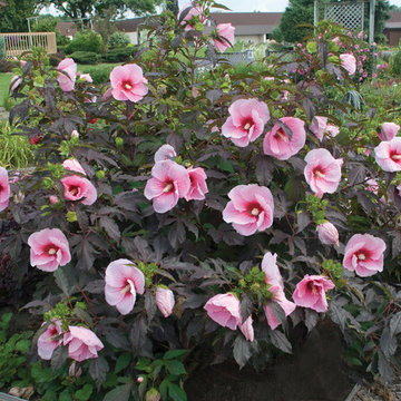 Summerific® 'Summer Storm' Rose Mallow
