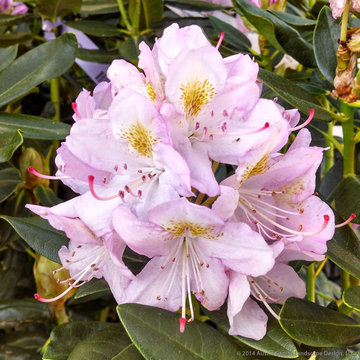 Plant Ideas & Colorful Combinations