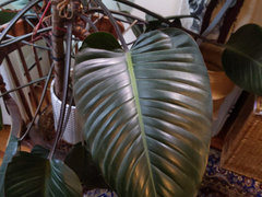 Philodendron Noid | Houzz Forum