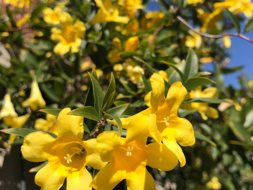 Carolina jessamine End of winter blooming: