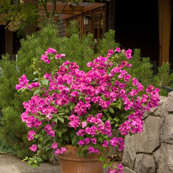 Purple Queen&reg; Bougainvillea - Plants
