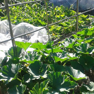 The Kitchen Garden