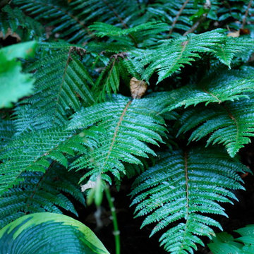 Tassel Fern