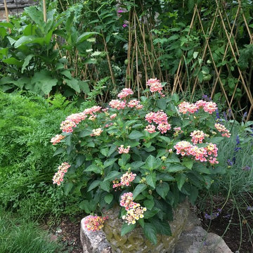 Good Garden's Own Backyard