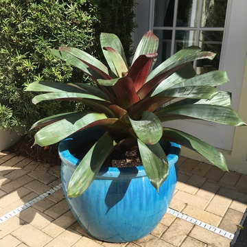 Potted 'Julietta' Bromeliad in North Palm Beach