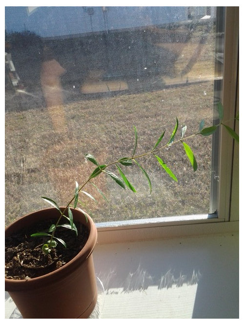 Why is my plant leaning? What should I do about it?