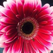 Jane Beattys foto