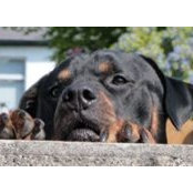 Foto von Sue White