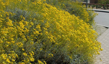 Great Design Plant: Brittlebush Brightens Rocky, Dry Spots