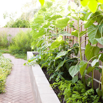 Modern backyard - Gilbert (Renovation)