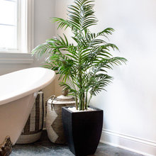 plants