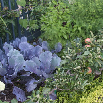 Vegetable Garden