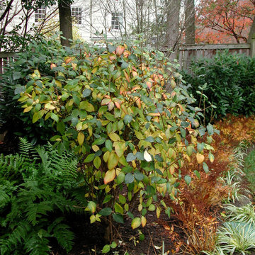 Plant Combinations