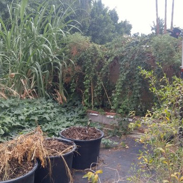 2nd year growing system established