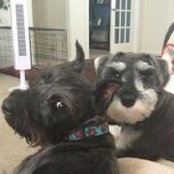 Nikki Brittain's photo