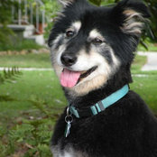 irisdogs foto