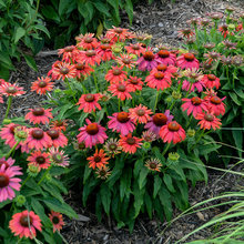 Corten planter