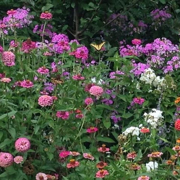 Attract Butterflies to Your Garden
