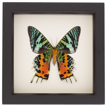 Framed Sunset Moth (underside) Display