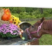 Julie Allender's photo
