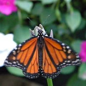 Carol Holmes's photo