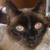 Susan Simone's photo