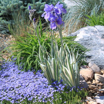 Lakewood Xeriscape
