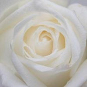 Silvia Lop's photo