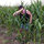 sheree_paul