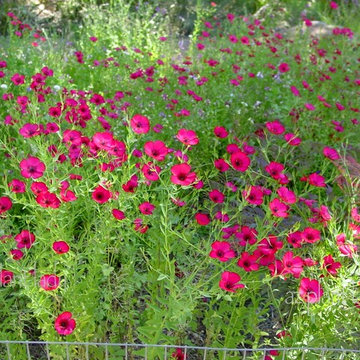 Southwestern Plants