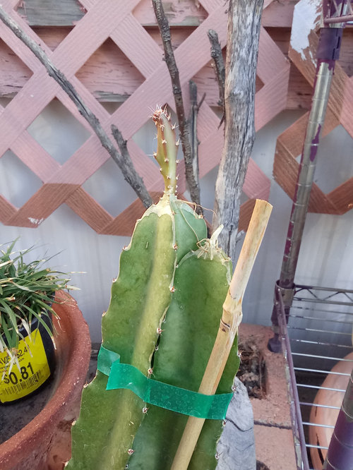 Dragon Fruit in peat mix soil. Repot now or baby it till