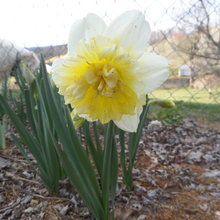 My daffodils