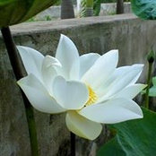 Photo de Pham Linh