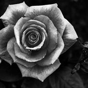 Foto von Katie Rose