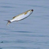 Vera Darna Silcox's photo