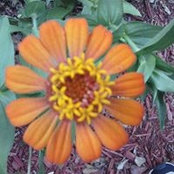 Patricia Cumbess's photo