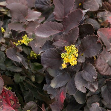 Outside Plants