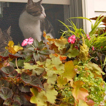 container plantings for summer