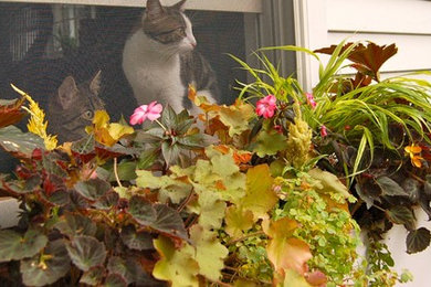 container plantings for summer